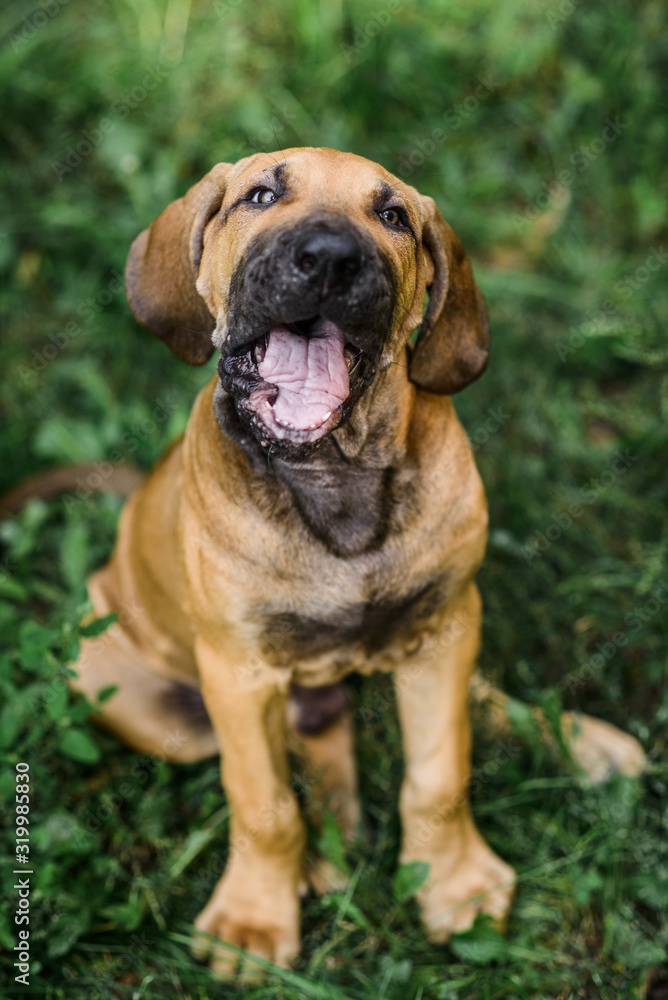 Adorable Fila Brasileiro puppy open mouth, chewing, yawning