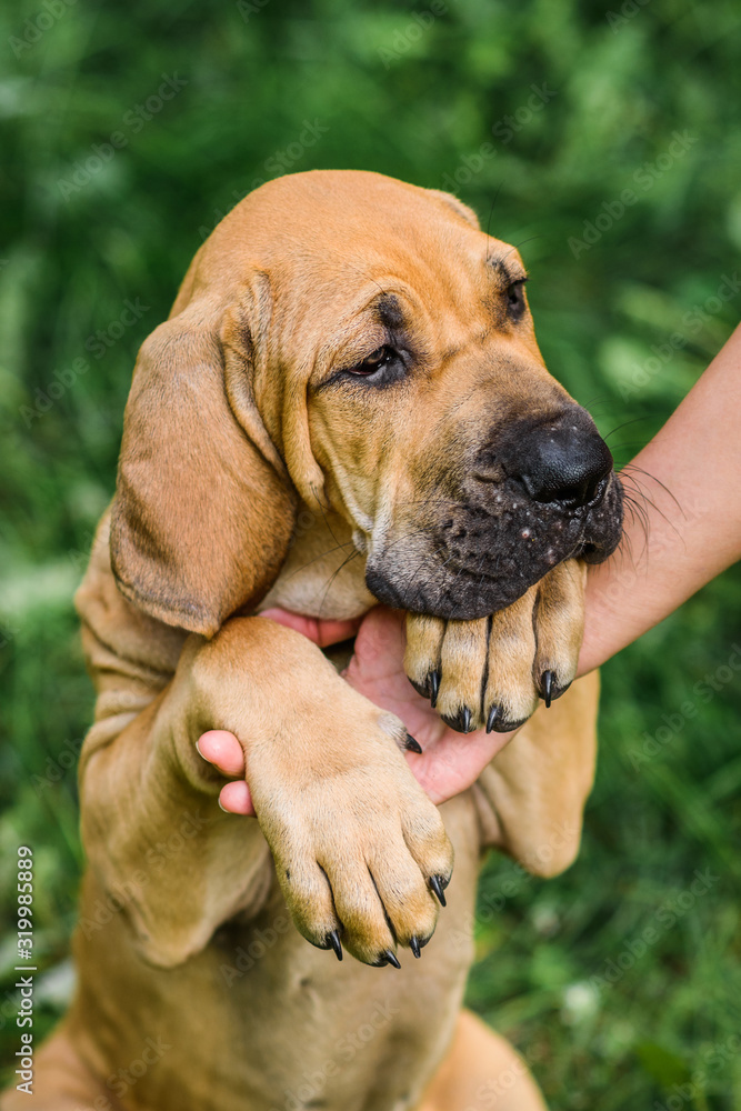 Adorable Fila Brasileiro puppy portrait Adorable Fila Brasileiro puppy portrait
