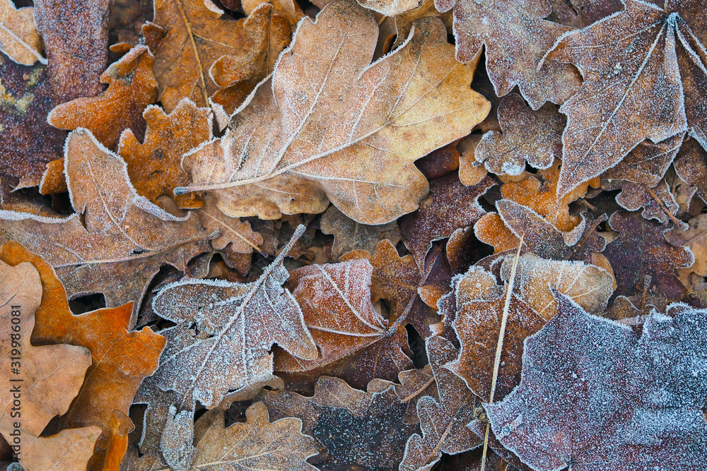 Last year's leaves covered with hoarfrost lie on the ground with a continuous carpet.