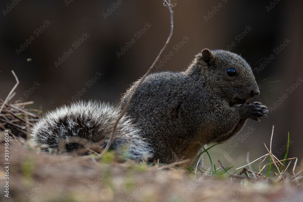 Naklejka premium squirrel eating nut