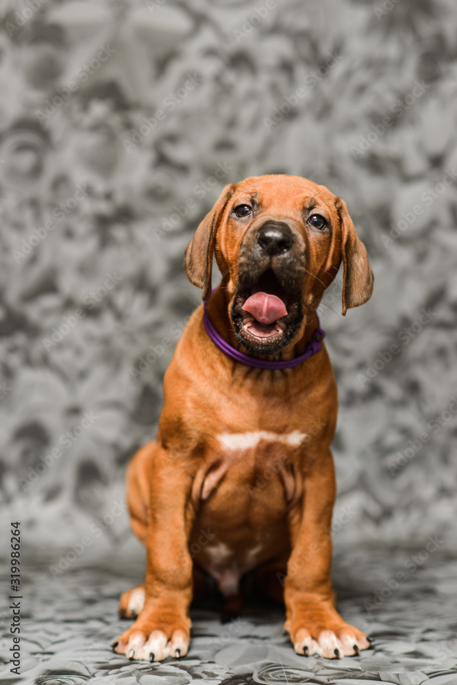 Cute rhodesian ridgeback puppy yawning on grey background Cute rhodesian ridgeback puppy yawning on grey background