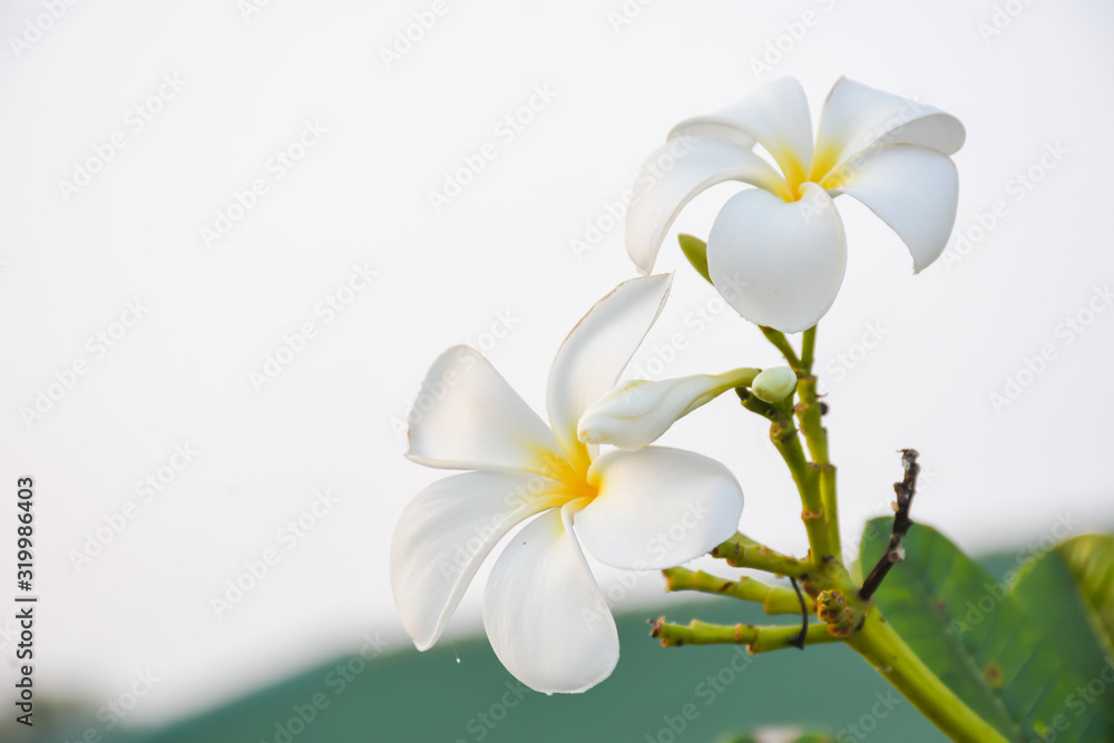 Fototapeta premium white frangipani flower isolated white
