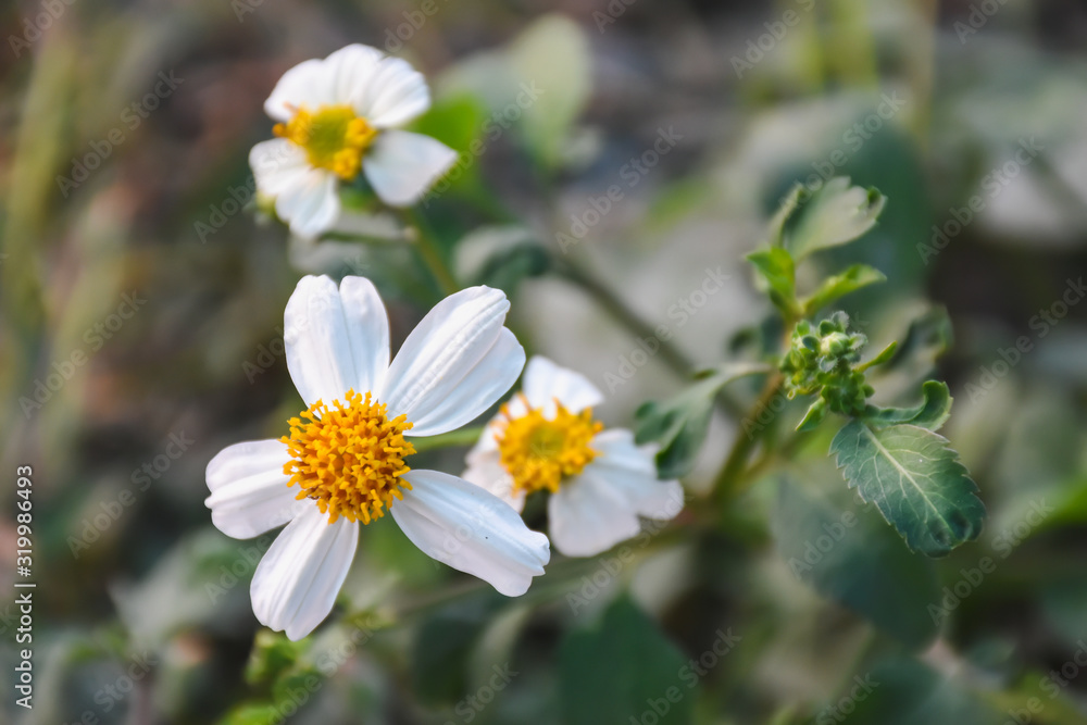 white wild flower