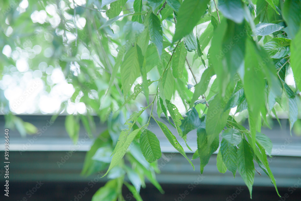 Obraz premium tree and leaf outdoor landscape.