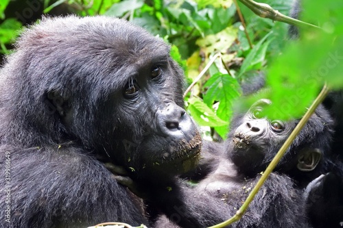 Mountain gorilla, Bwindi National Park, Uganda © nyiragongo