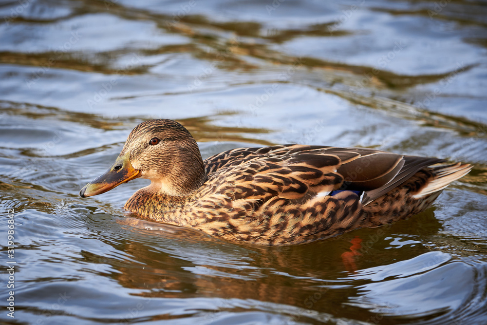 Mallard Female Closeup ( Anas platyrhynchos ) Mallard Female Closeup ( Anas platyrhynchos )