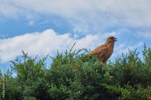 pajarito photo