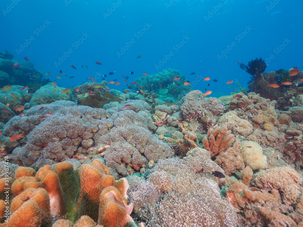 Obraz premium Corals in Dili, Timor Leste (East Timor)
