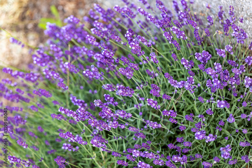 the blooming lavender flowers in Provence, near Sault, France the blooming lavender flowers in Provence, near Sault, France