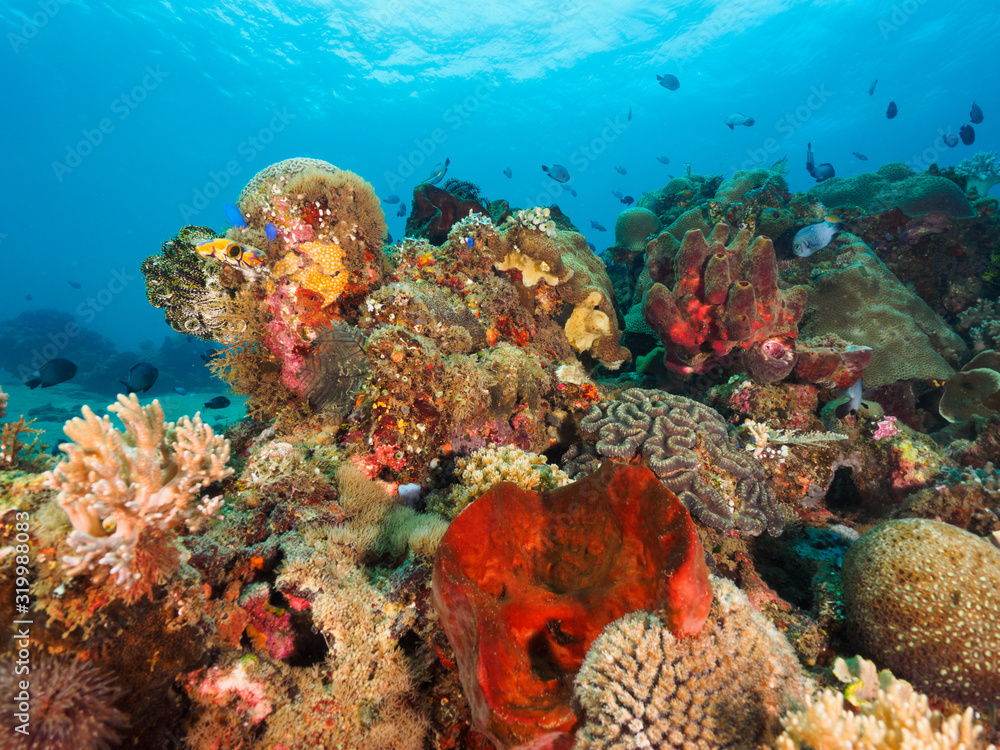 Corals in Dili, Timor Leste (East Timor) Corals in Dili, Timor Leste (East Timor)