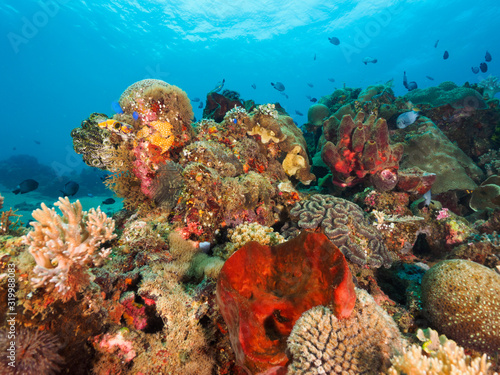 Fototapeta Naklejka Na Ścianę i Meble -  Corals in Dili, Timor Leste (East Timor)
