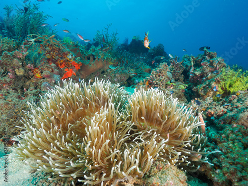 Anemone and corals in Dili, Timor Leste (East Timor)