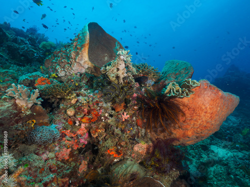 Corals in Dili  Timor Leste  East Timor 
