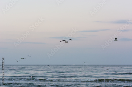 Fototapeta Naklejka Na Ścianę i Meble -  Seagull in the Sky V