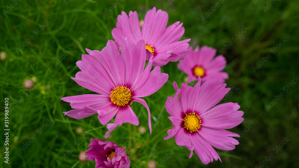 Fototapeta premium Beauty Cosmos flowers at the garden