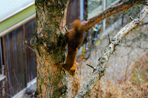 Squirrel on a tree © Maximilian