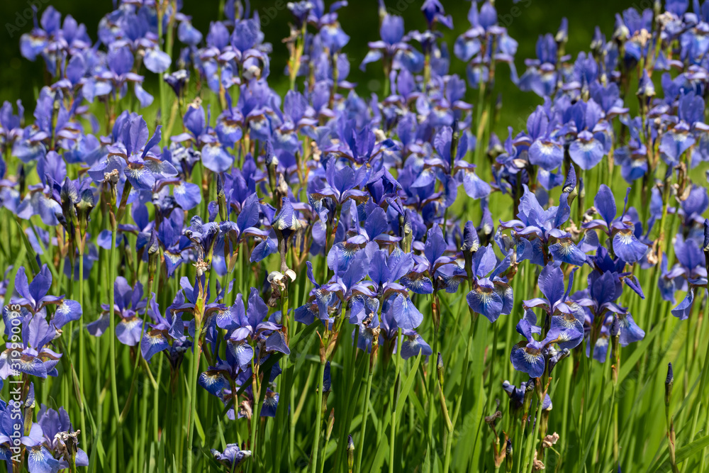 Blue flowers Iris versicolor beautifully blooming in the garden Blue flowers Iris versicolor beautifully blooming in the garden