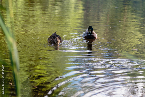 Duck and spleen swim in the lake