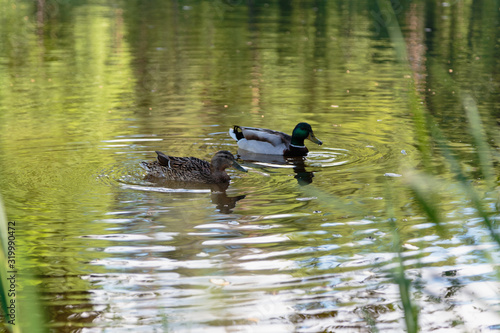 Duck and spleen swim in the lake