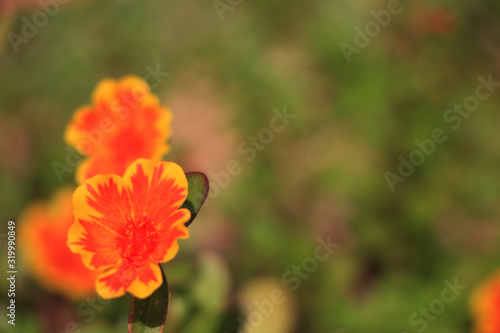 red flower in the garden