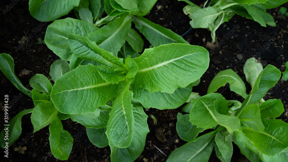 Vegetables Cos in the garden Vegetables Cos in the garden