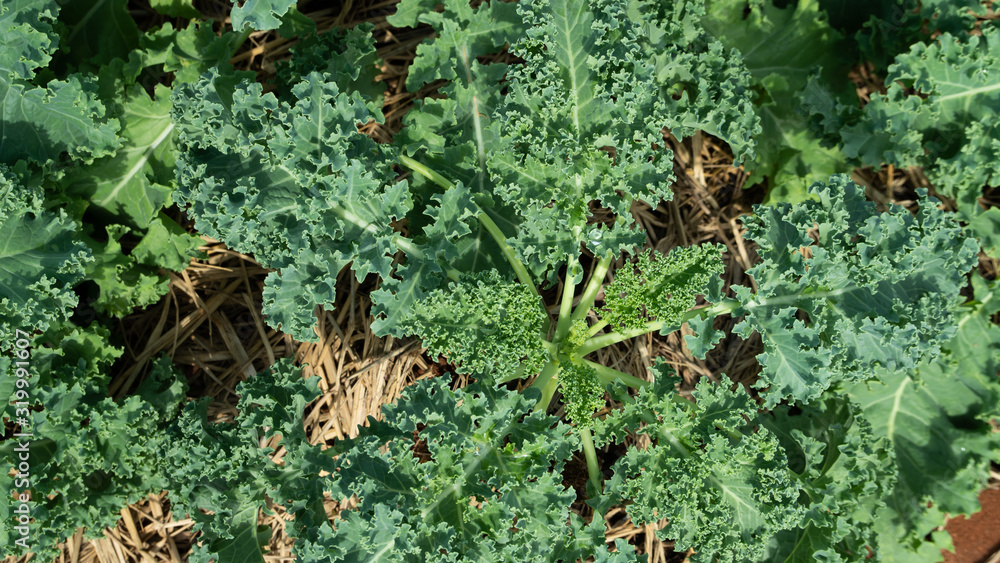 Curl leaf kale in the garden Curl leaf kale in the garden