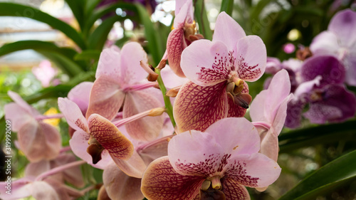Fototapeta Naklejka Na Ścianę i Meble -  Beauty Color Orchid Flower Blooming