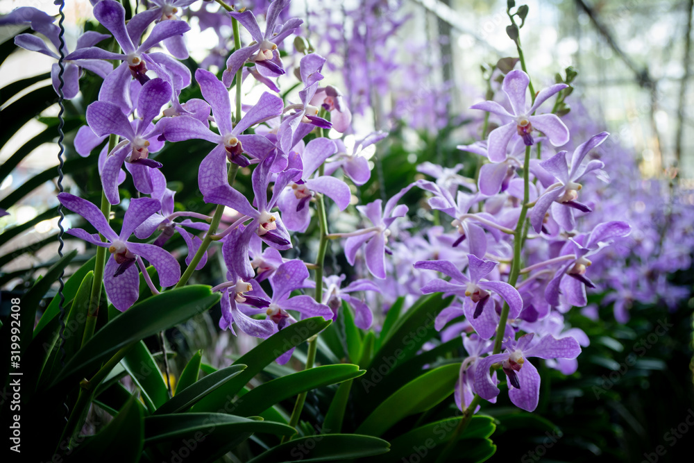 Obraz premium Beauty Color Orchid Flower Blooming