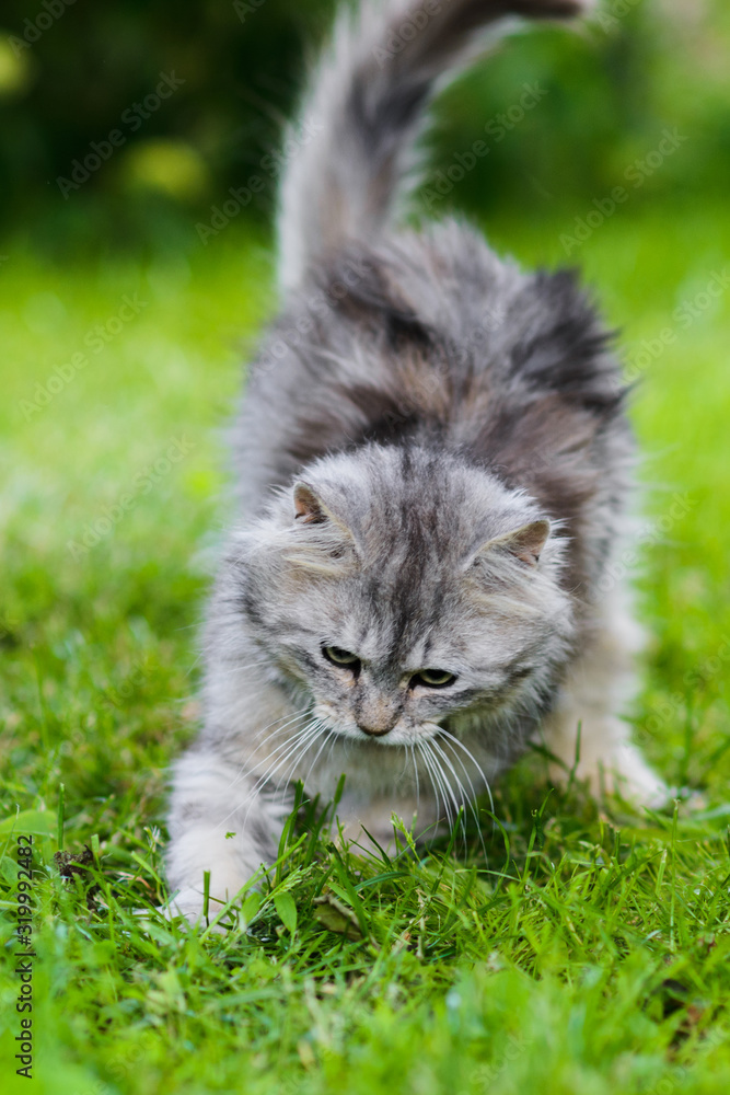 grey fluffy silly face cat hunting in grass chasing toy