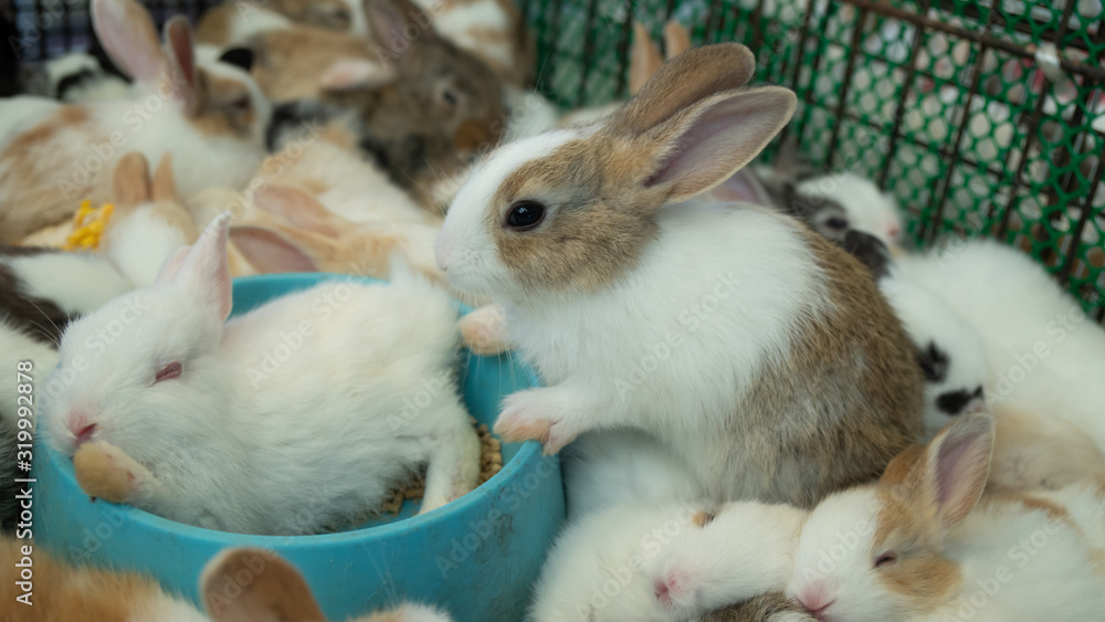 Obraz premium Cute rabbit in a cage