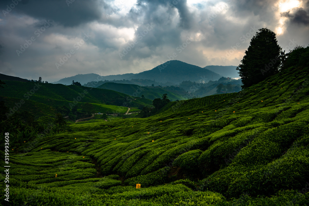 the rolling hills forming a tea plantation