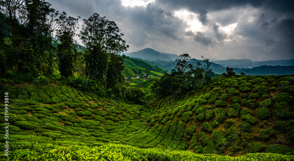 rolling tea plantations of malaysia