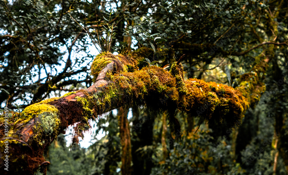 Fototapeta premium Moss grows over a tree trunk