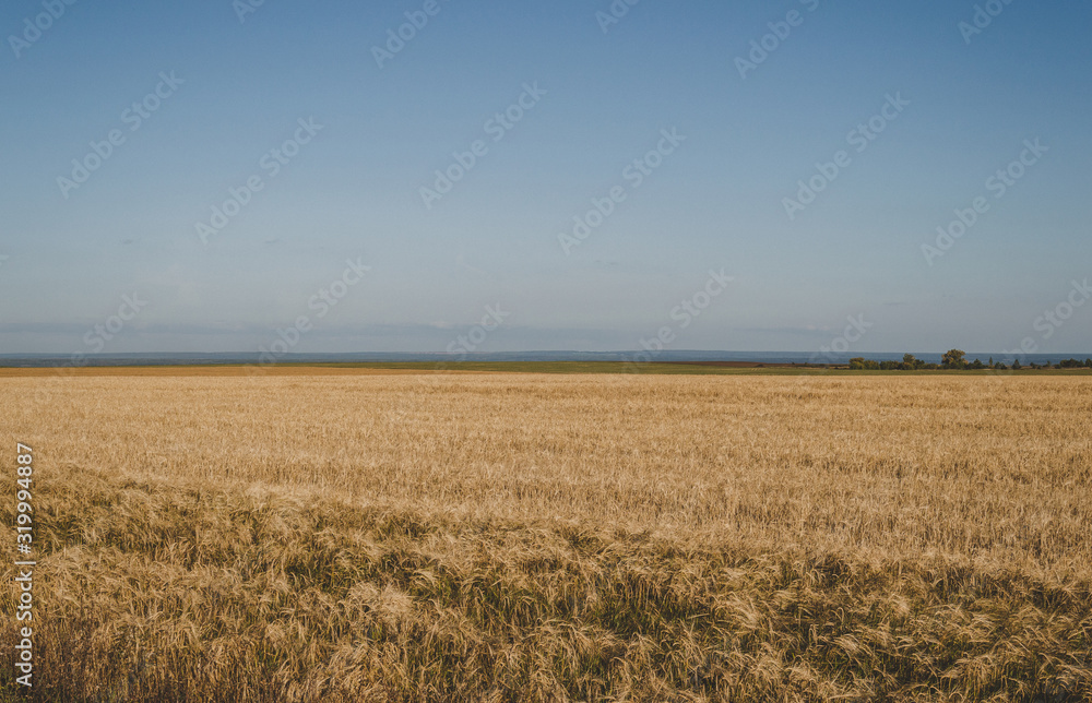 Beautiful landscape of a golden wheat field in the countryside
