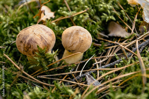 Couple of mushrooms found during mushrooming, growing in moss in the forest, copy space