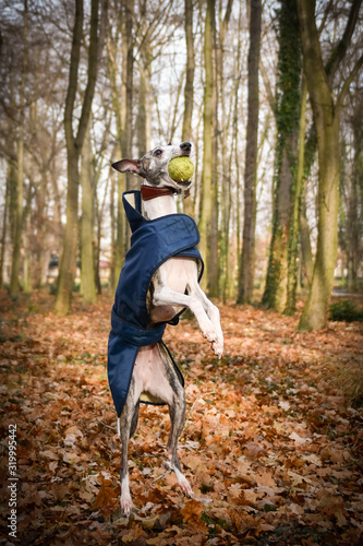 Jumping whippet with the ball. She loves freedom and running. She is running to us.