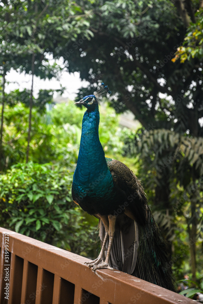Obraz premium Indian peafowl in Bird Park Kuala Lumpur. Malaysia
