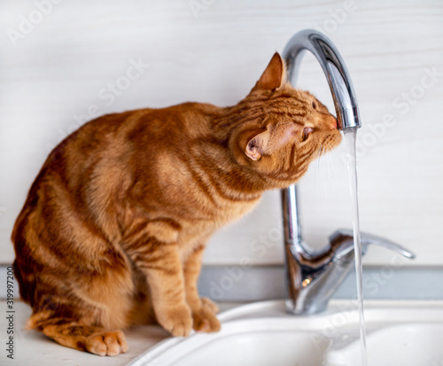 a red - haired teen cat plays with a water tap in the kitchen in the bright morning