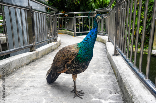 Photography Indian peafowl in Bird Park Kuala Lumpur. Malaysia