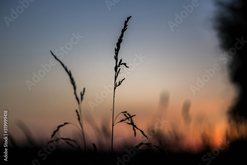 Spikelets against the sunset sky. Beautiful plant silhouette on the light orange sunset background. Belarus  Minsk.