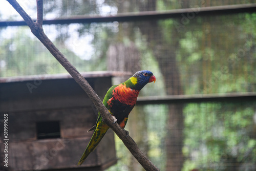 Canvas Print Parrots in Bird Park. Kuala Lumpur, Malaysia