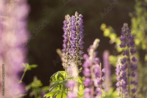 Blooming lupine field at sunlight. Violet summer flowers on the blurred background. Belarus, Minsk