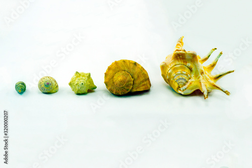 clam shells on a white background photo