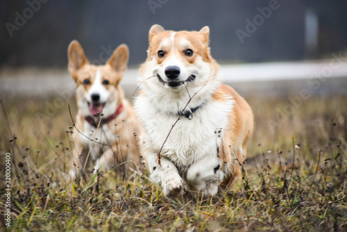 Fototapeta Naklejka Na Ścianę i Meble -  welsh corgi pembroke zabawa psów w lesie i na łące