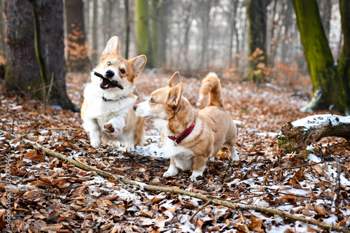 Zabawa welsh corgi pembroke psów i szaleństro