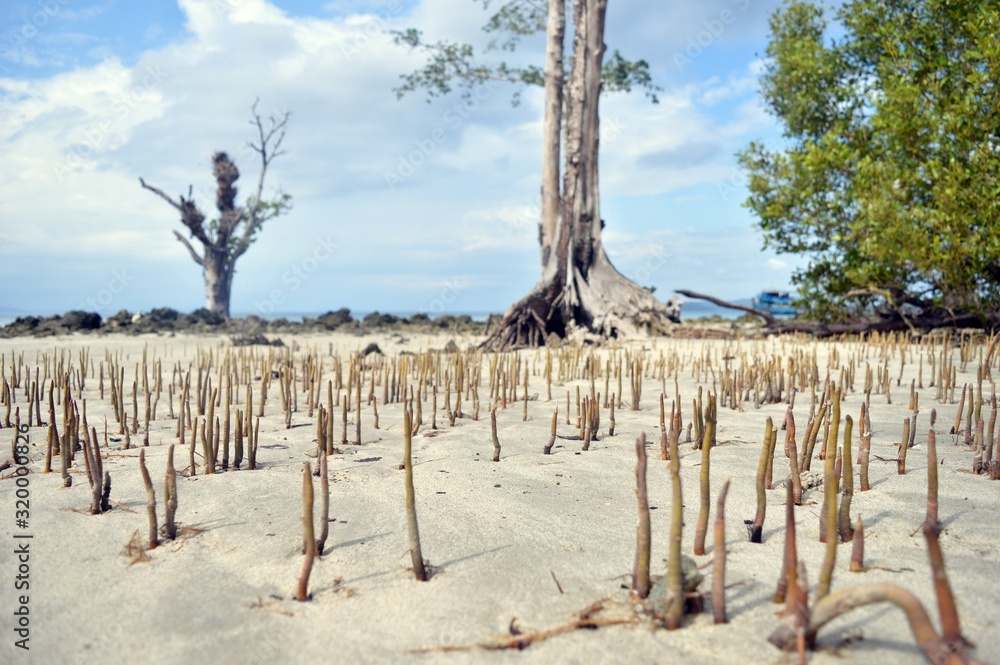 BROKEN TREE ROOTS IN BEAUTIFUL BEACH AFTER TSUNAMI