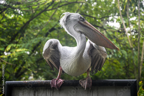 Photography White Pelican in Kuala Lumpur Bird Park. Malaysia