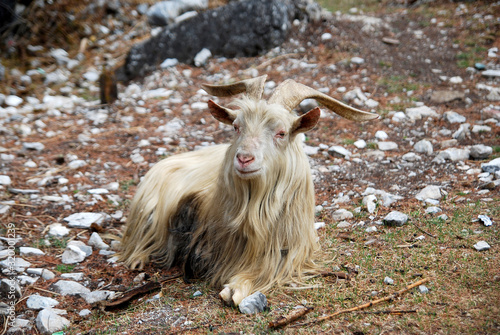 Photography Beautiful white tibet goats is sitting at foot of the hill of Yading national pa