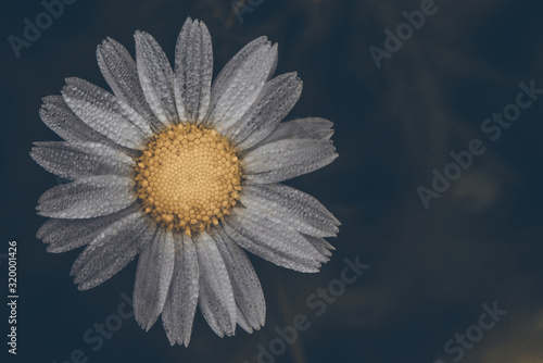 Camomile daisy closeup on dark background with space for text