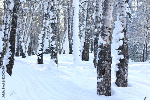 Snow sugrobs on trunks and tree branches in the winter forest. photo